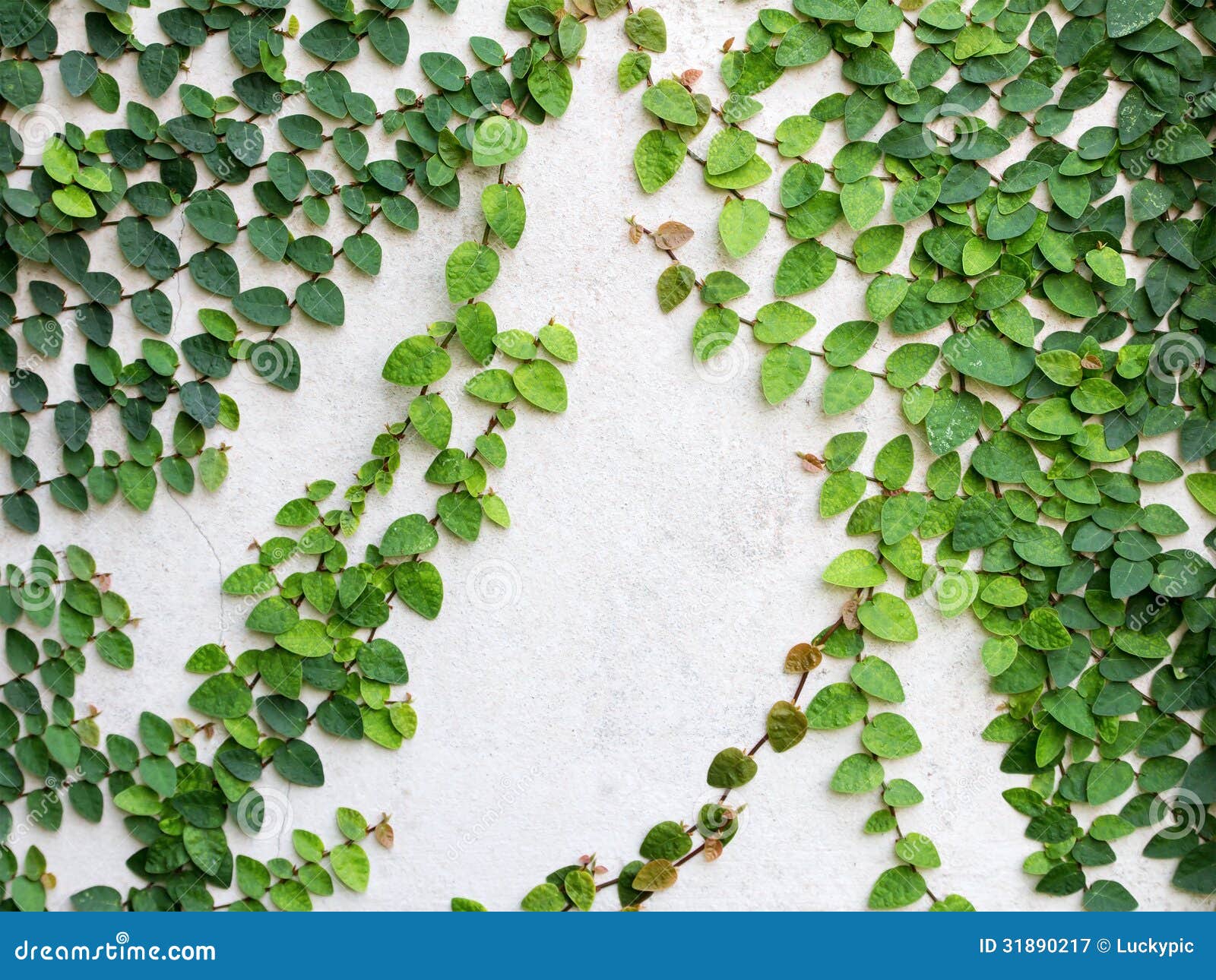 Green Leaves Creeper Plant on the Wall for Background Stock Image