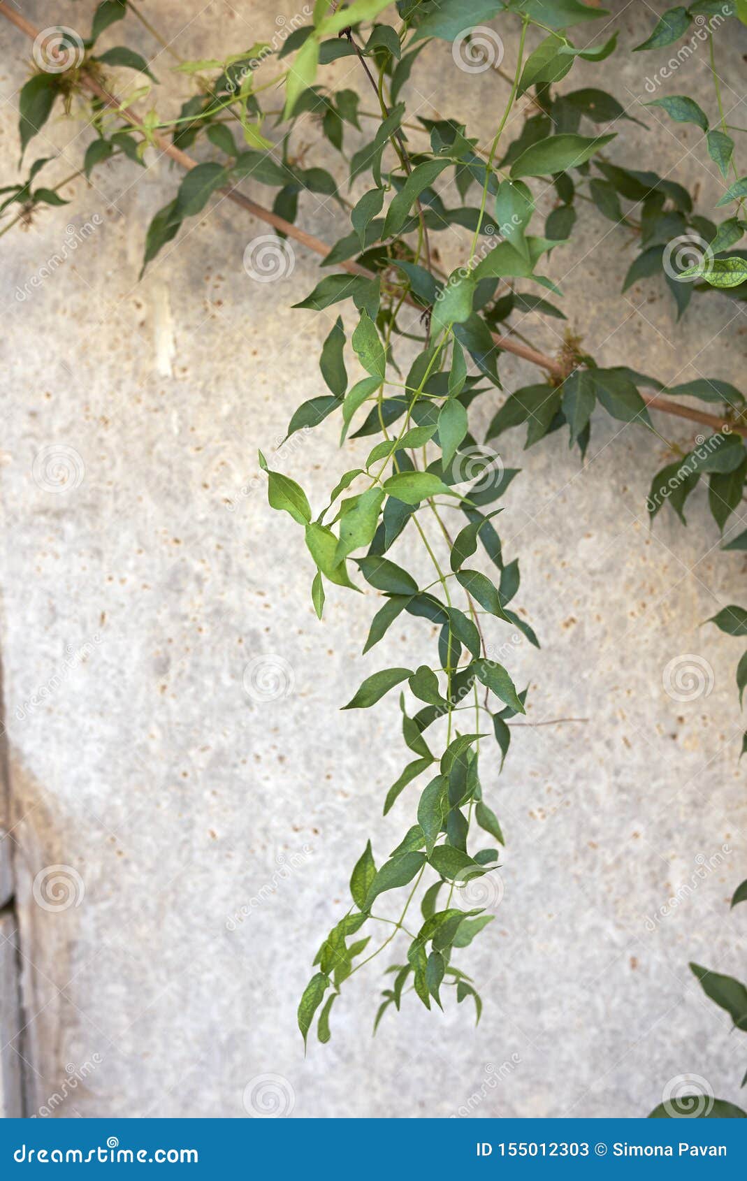 dolichandra unguis-cati climber vine close up