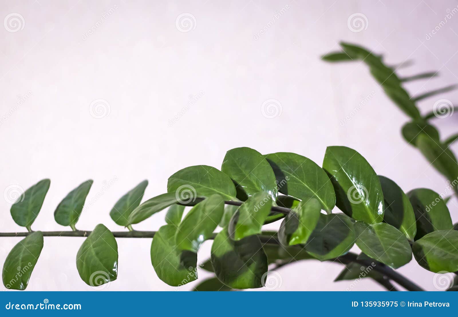 Leaves of Dollar Tree Close-up. Dollar Tree on Beige Background Stock