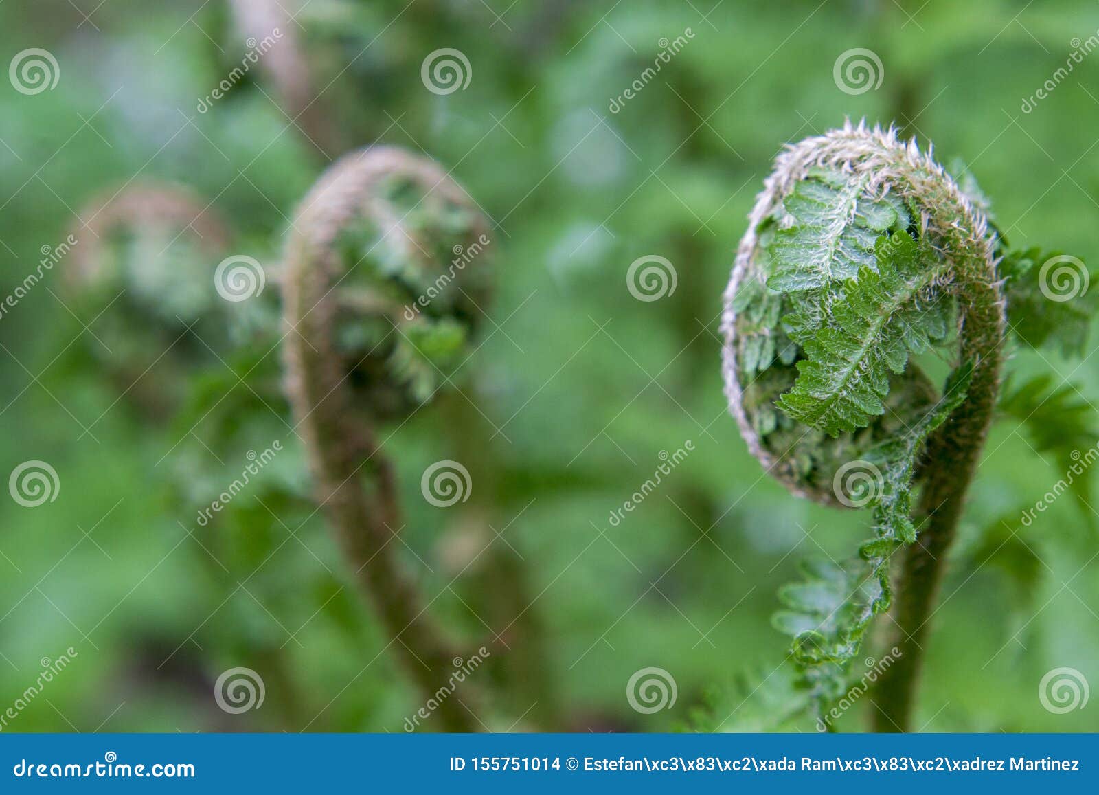green leaves of a fern opening