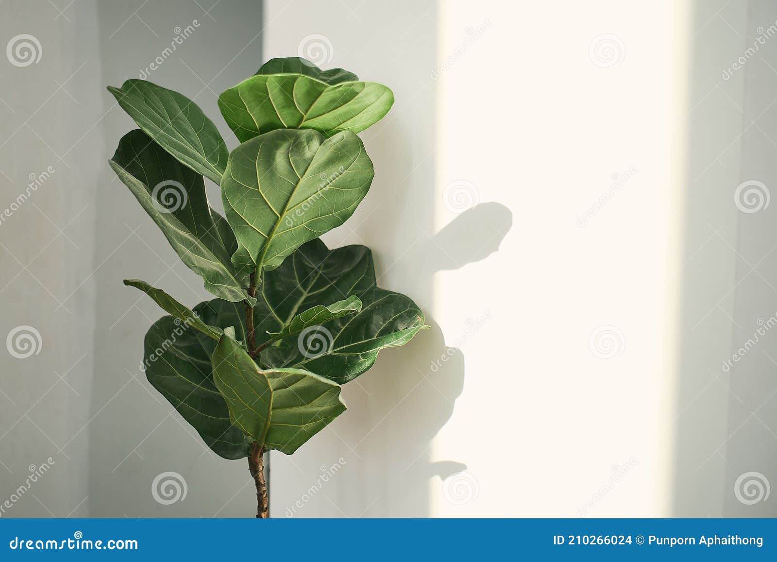 green leaves of fiddle fig or ficus lyrata. fiddle-leaf fig tree houseplant on white wall background,, air purifying plants for