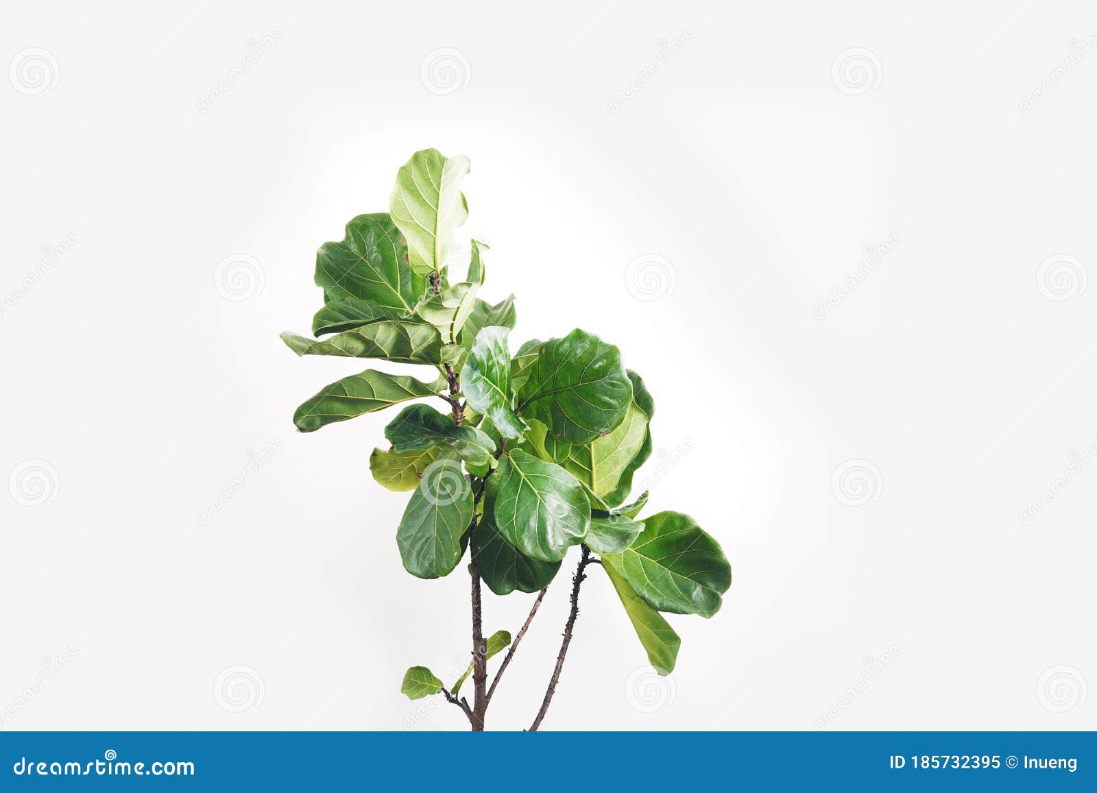 green leaves of fiddle-leaf fig tree ficus lyrata. fiddle leaf fig tree on white background.