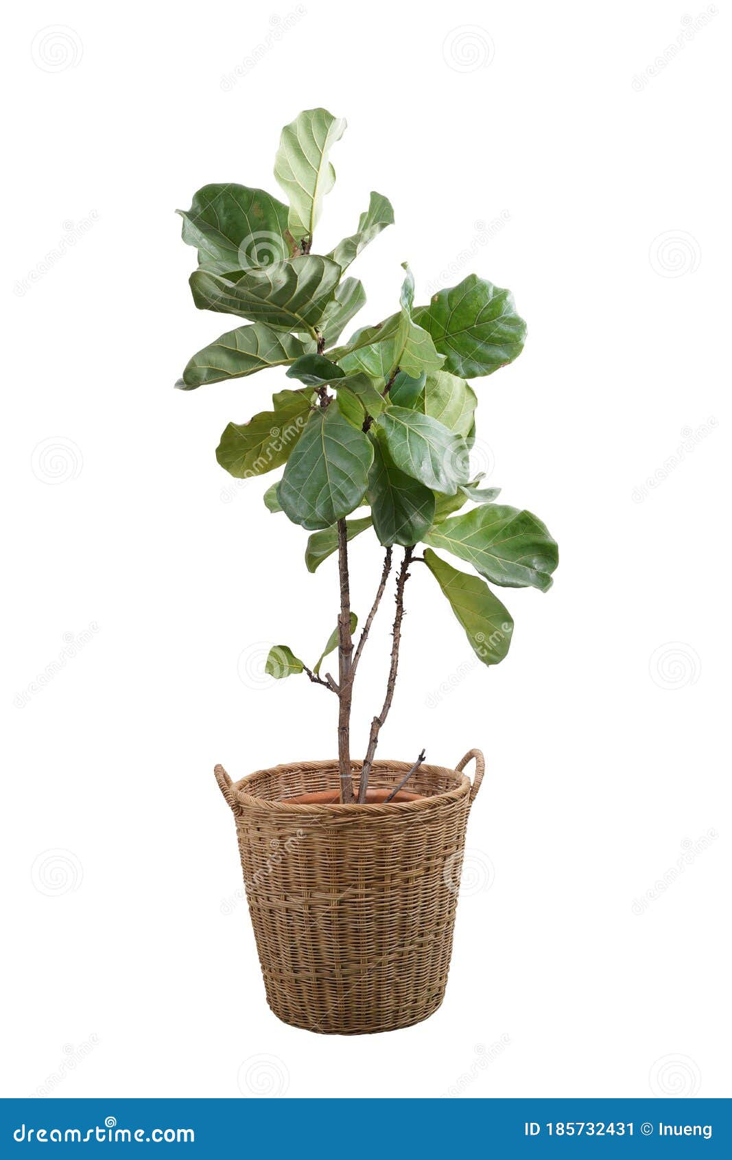 green leaves of fiddle-leaf fig tree ficus lyrata. fiddle leaf fig tree in wicker basket  on white background.