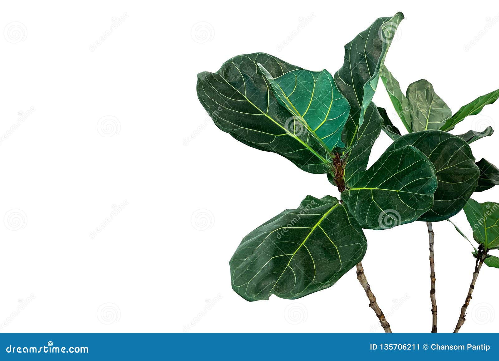 green leaves of fiddle-leaf fig tree ficus lyrata the popular ornamental tree tropical houseplant  on white background,