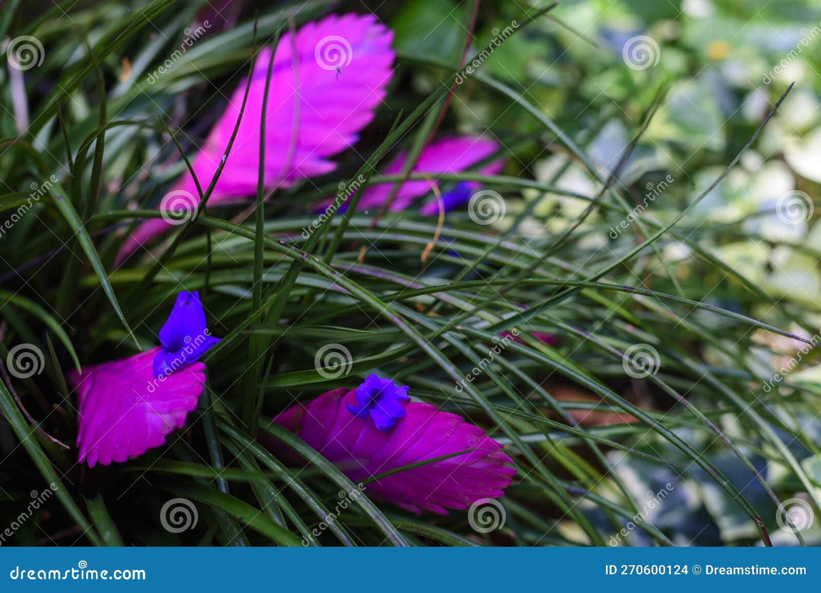 green leaves in the garden with some magenta and violet forming an abstract contrast