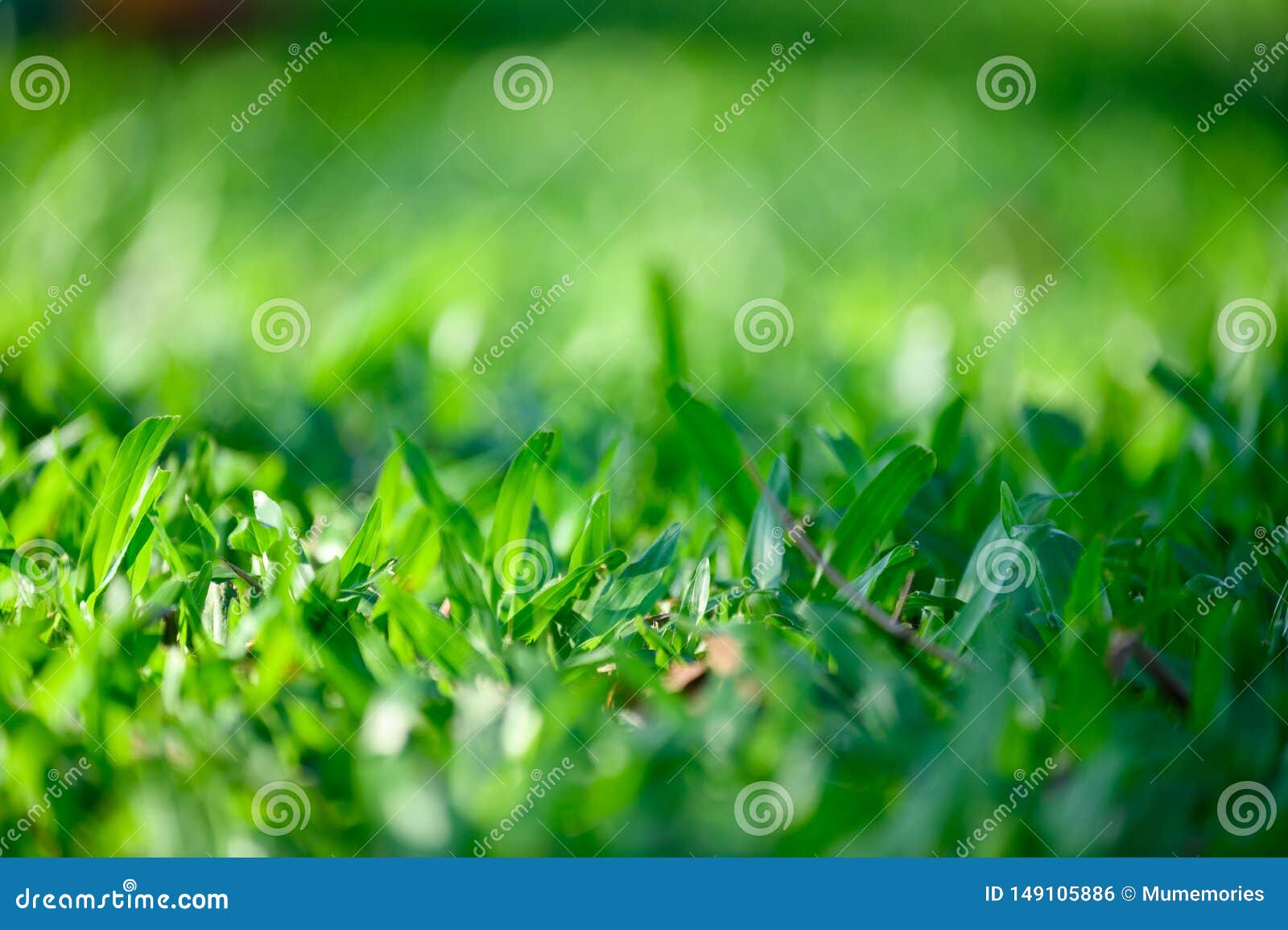 Green Leaves on Green Grass Background Stock Photo Image of lawn