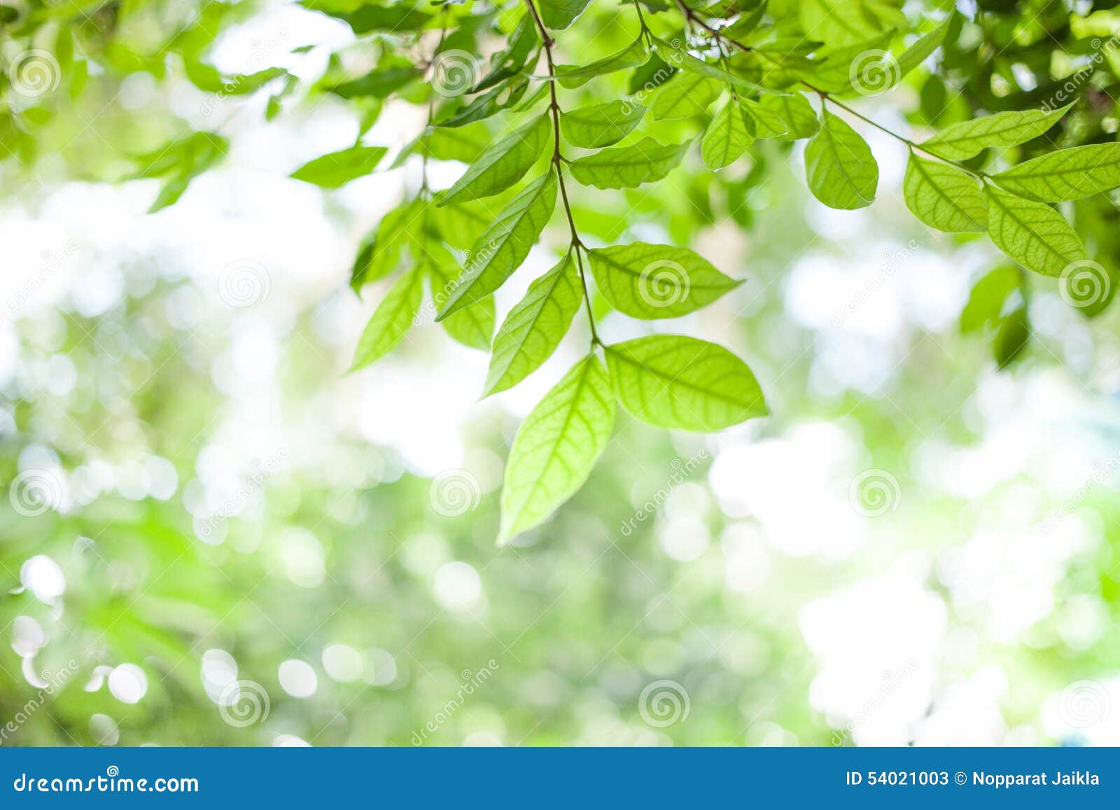 Green Leaves on Green Bokeh Sunshine Background Stock Image - Image of ...