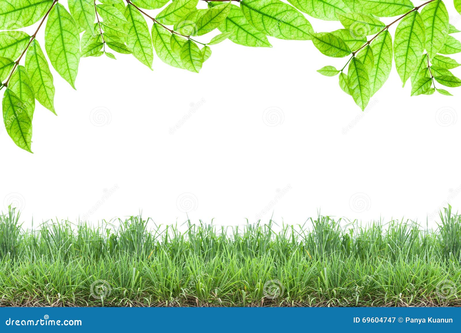 Green Leaves and Green Grass Isolated on White Background. Stock Image