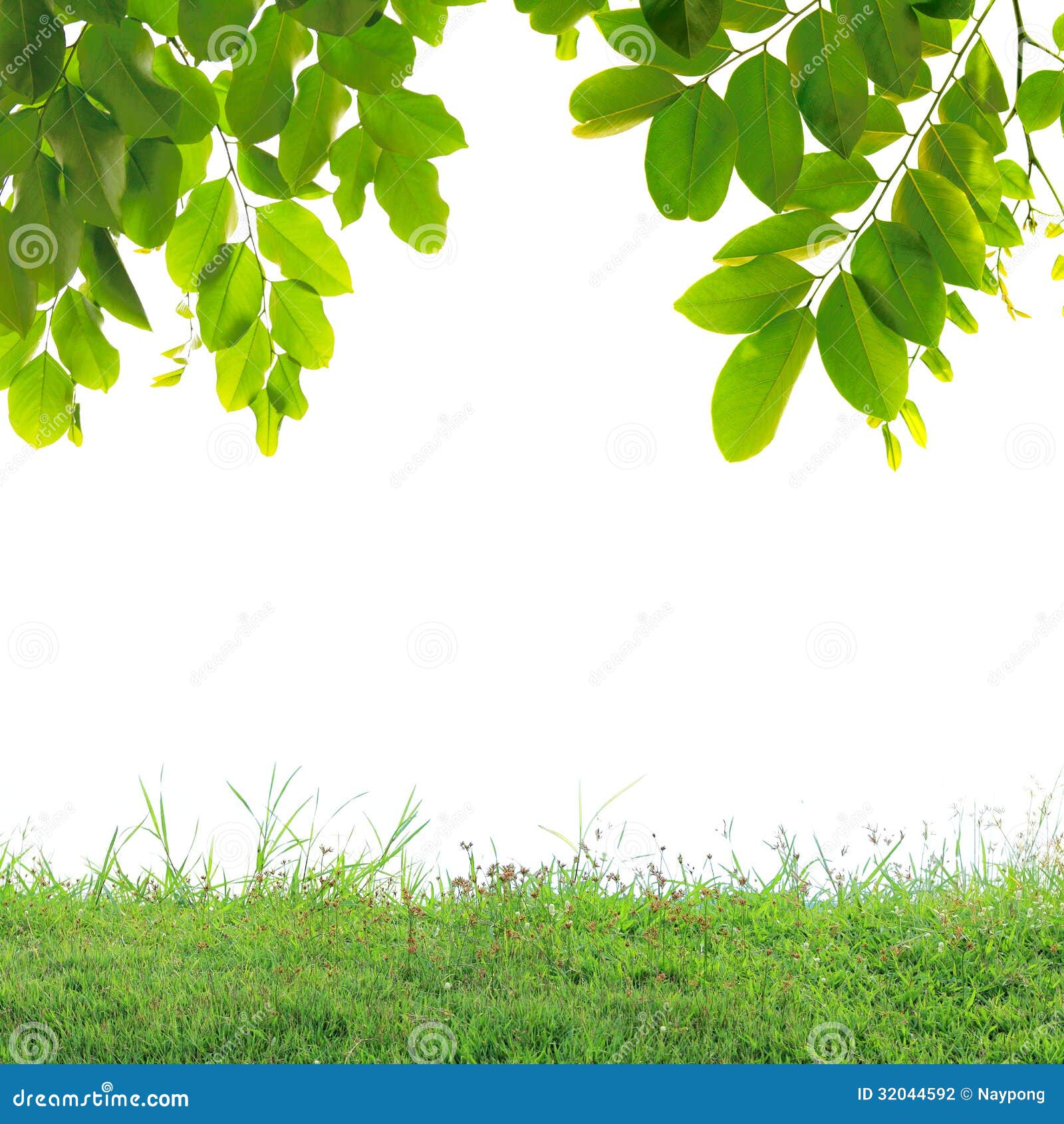 Green Leaves and Green Grass Stock Photo Image of landscape, clear