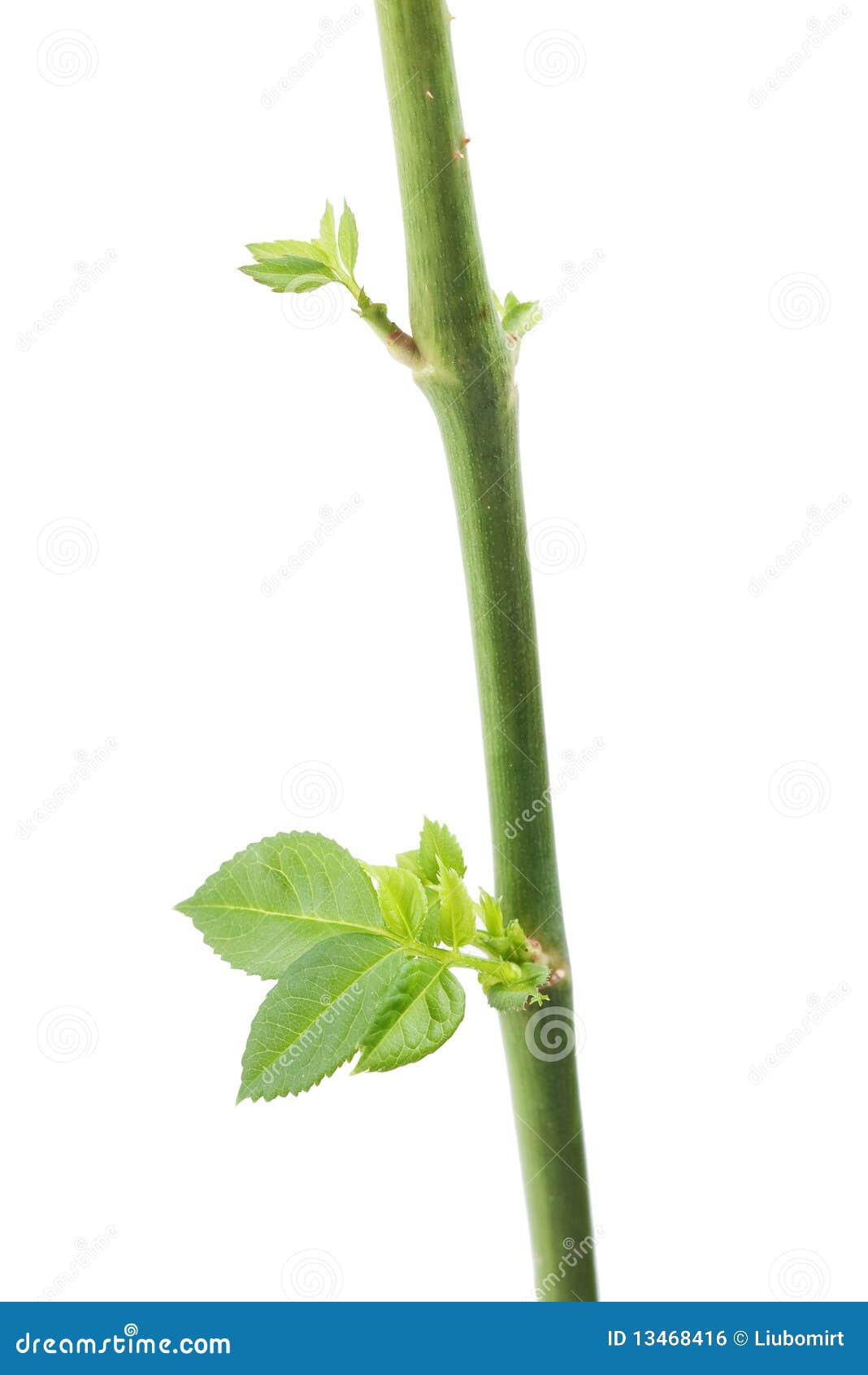 Green Leaves Growing from Stem Stock Photo Image of isolation, fresh