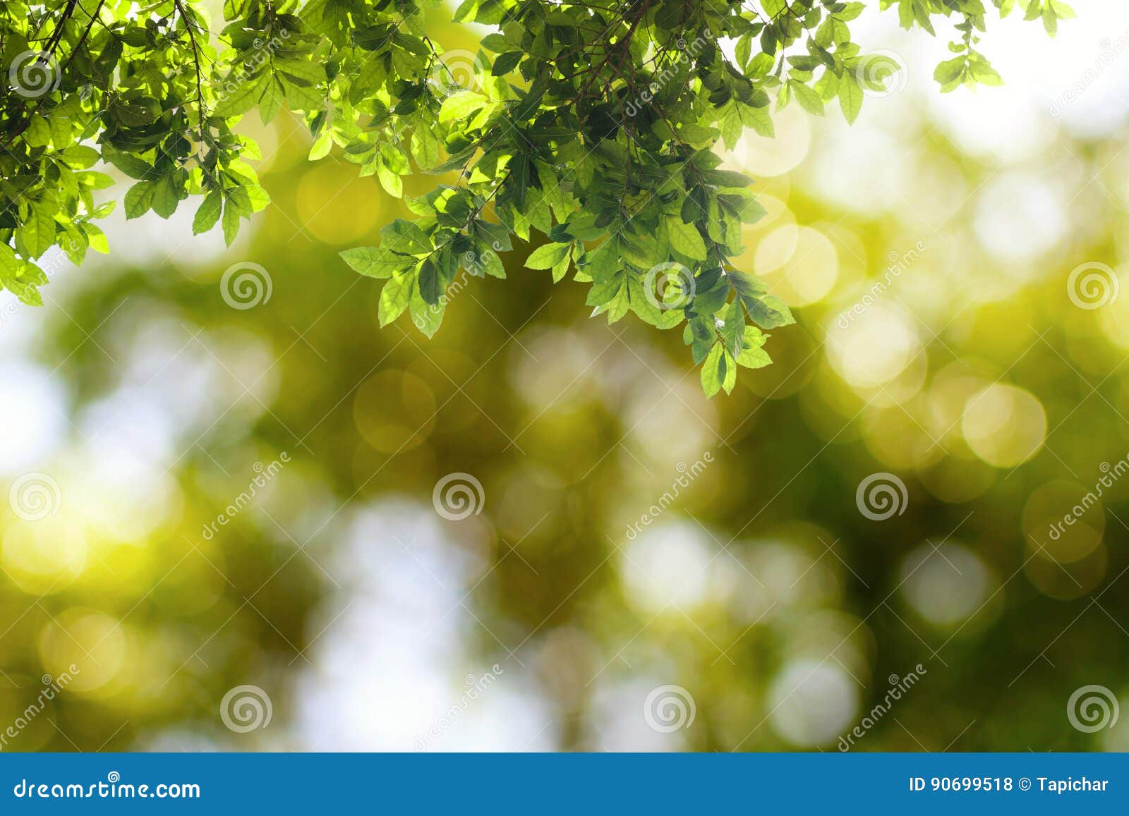 Green leaves hanging stock photo. Image of isolated, foliage - 90699518