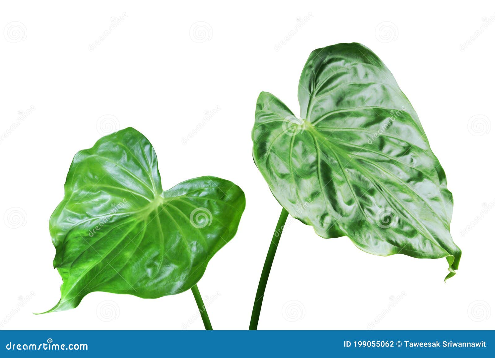 Green Leaves of Heart-shaped Elephant Ear, Buddha S Hand Plant Isolated ...