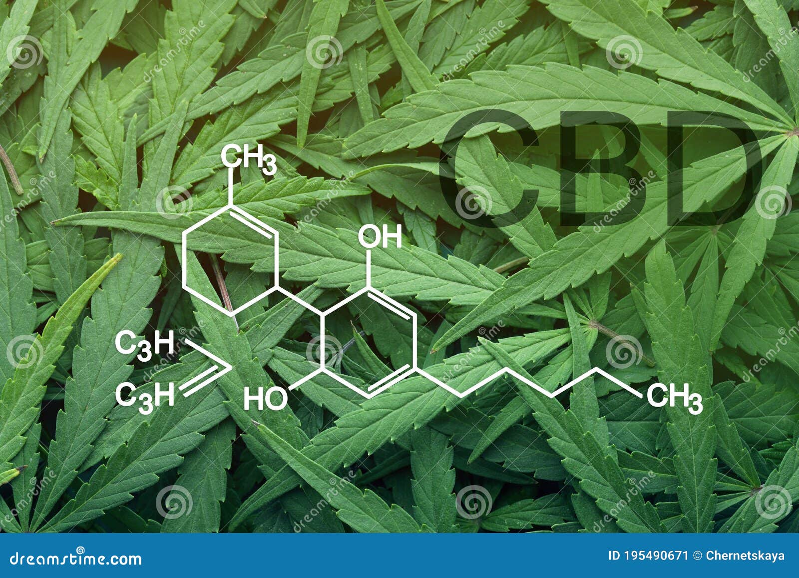 Green Leaves of Hemp Plant and CBD Formula Stock Image Image of care