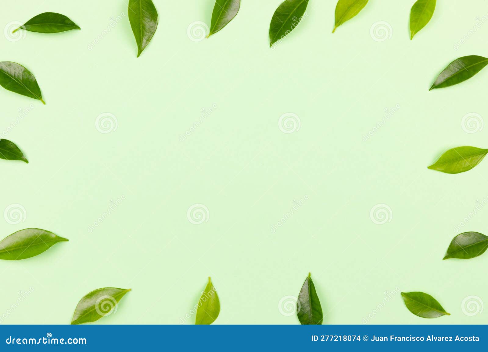Green Leaves on Green Background Stock Photo Image of design, frame