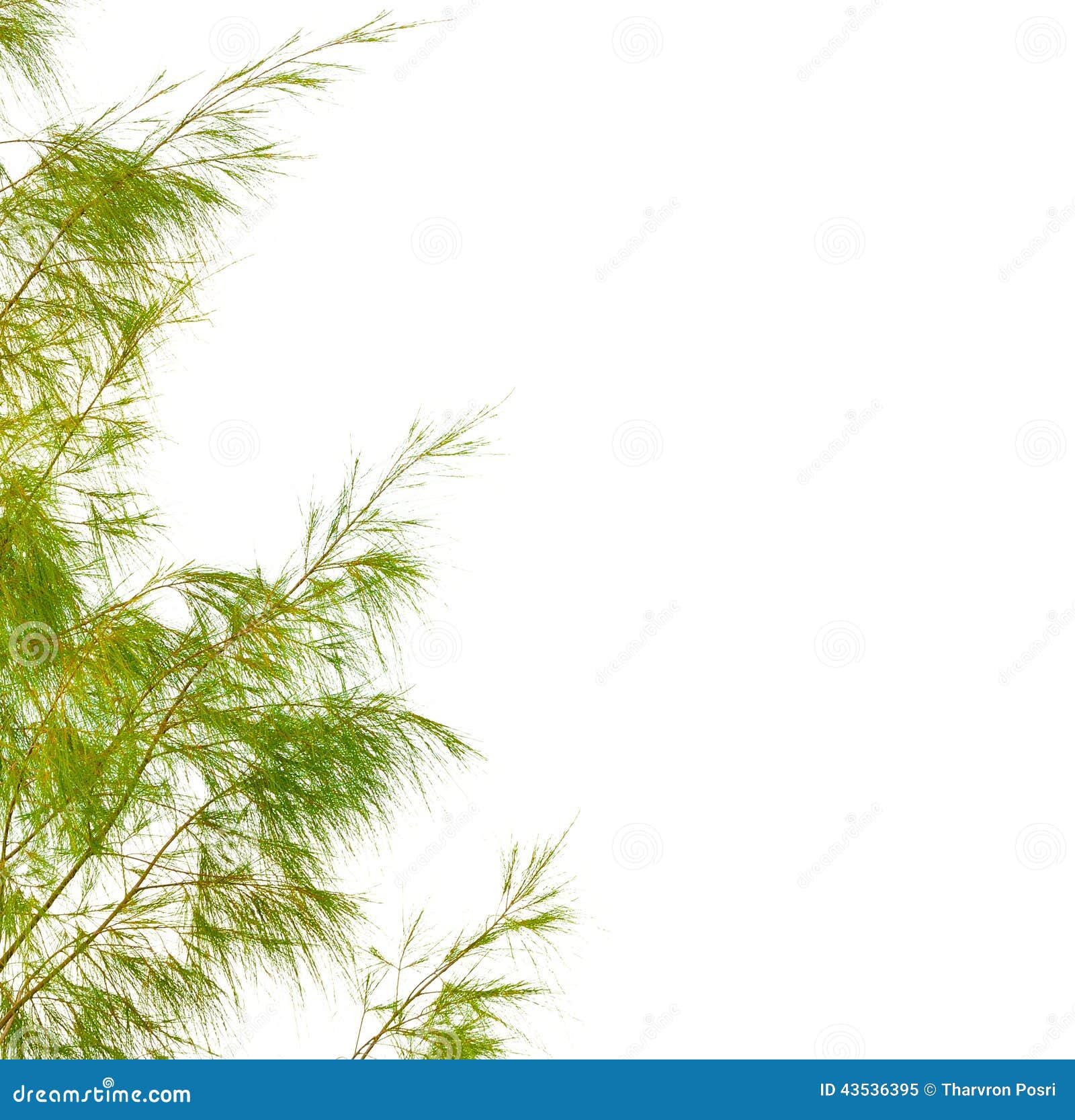 Green Leaves Isolated on White Background Stock Image Image of
