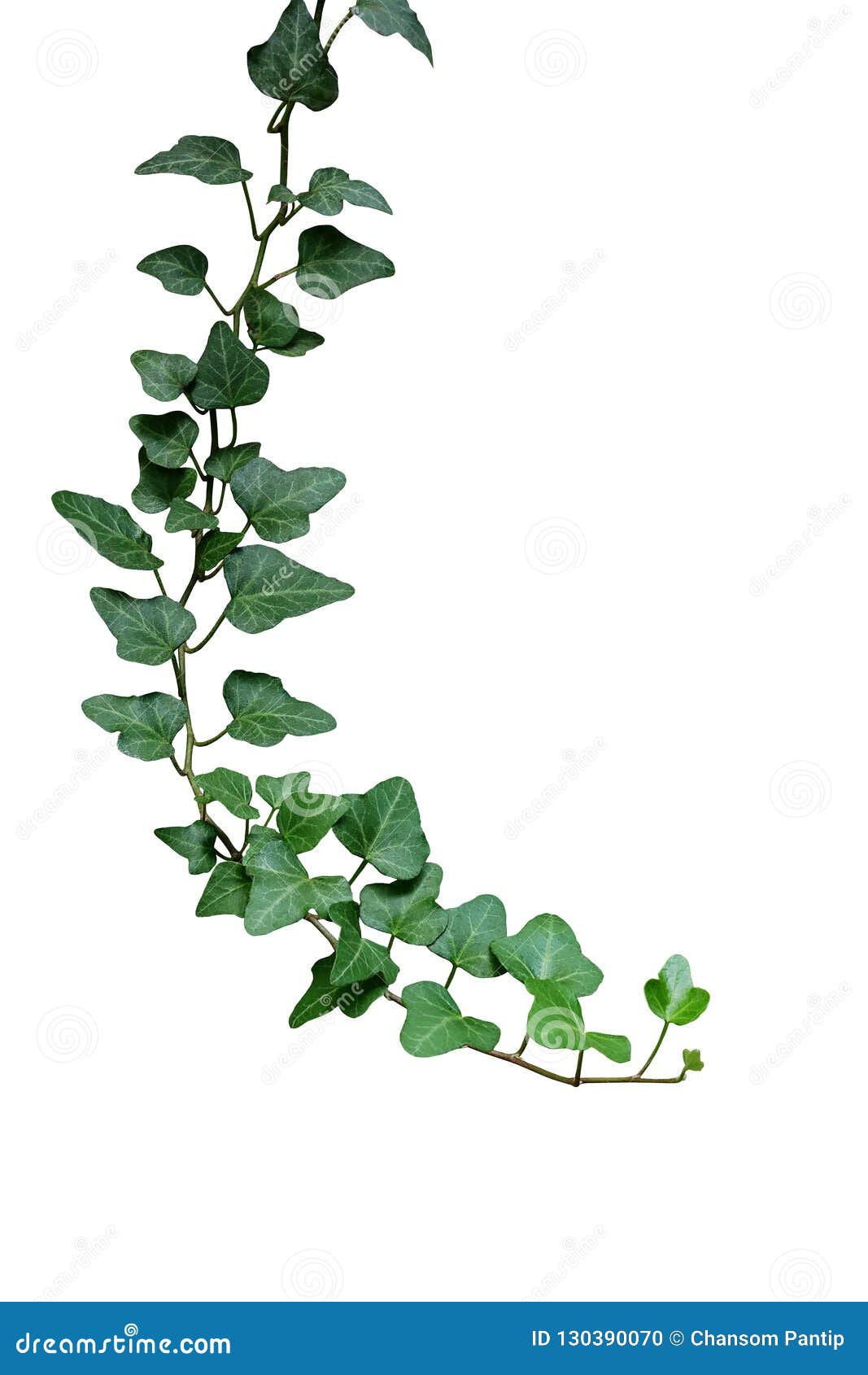 Green Succulent Leaves Hanging Vines Ivy Bush Climbing Epiphytic Plant  Stock Photo by ©chfonk 386661920