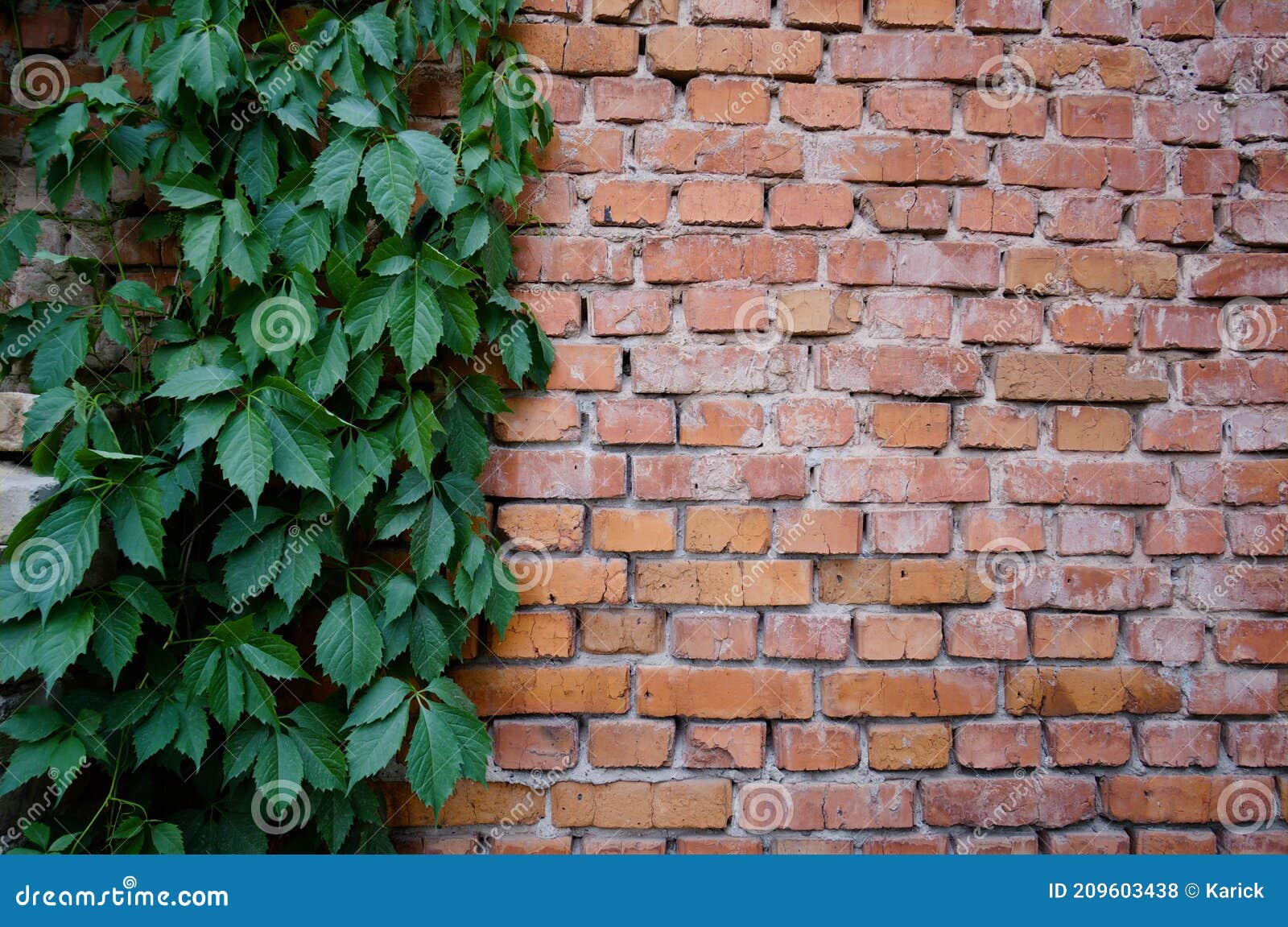 Green Leaves of Ivy Plant on Brick Wall Stock Photo Image of