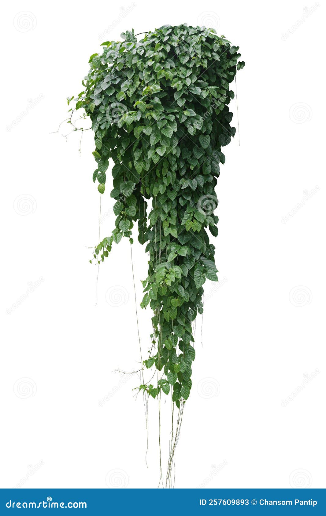 Hanging vines ivy foliage jungle bush, heart shaped green leaves