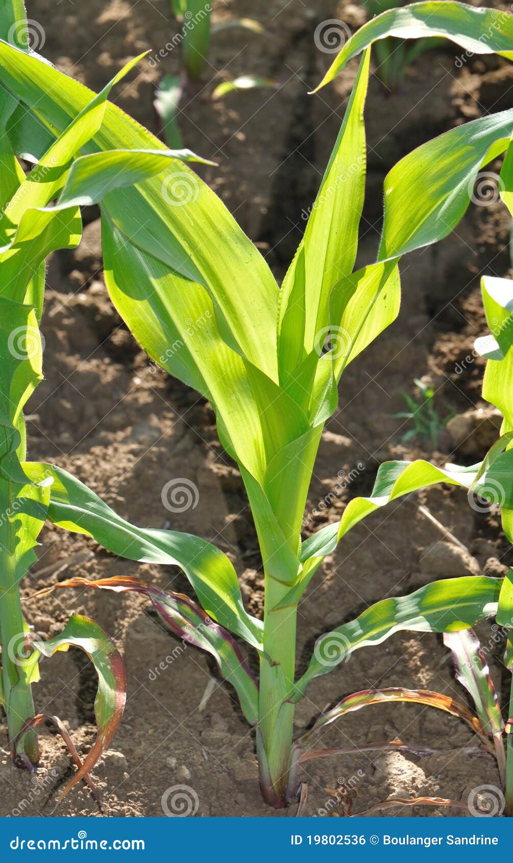 Green Leaves of Maize in a Field Stock Photo Image of food, greenery