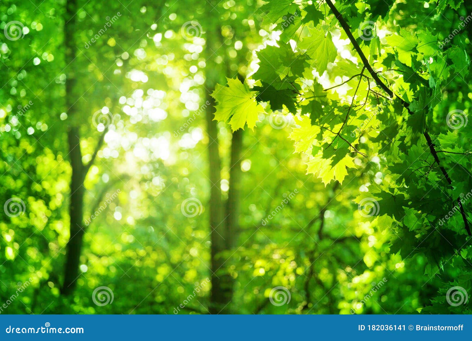 3,804,854 Green Tree Background Stock Photos - Free & Royalty-Free Stock  Photos from Dreamstime