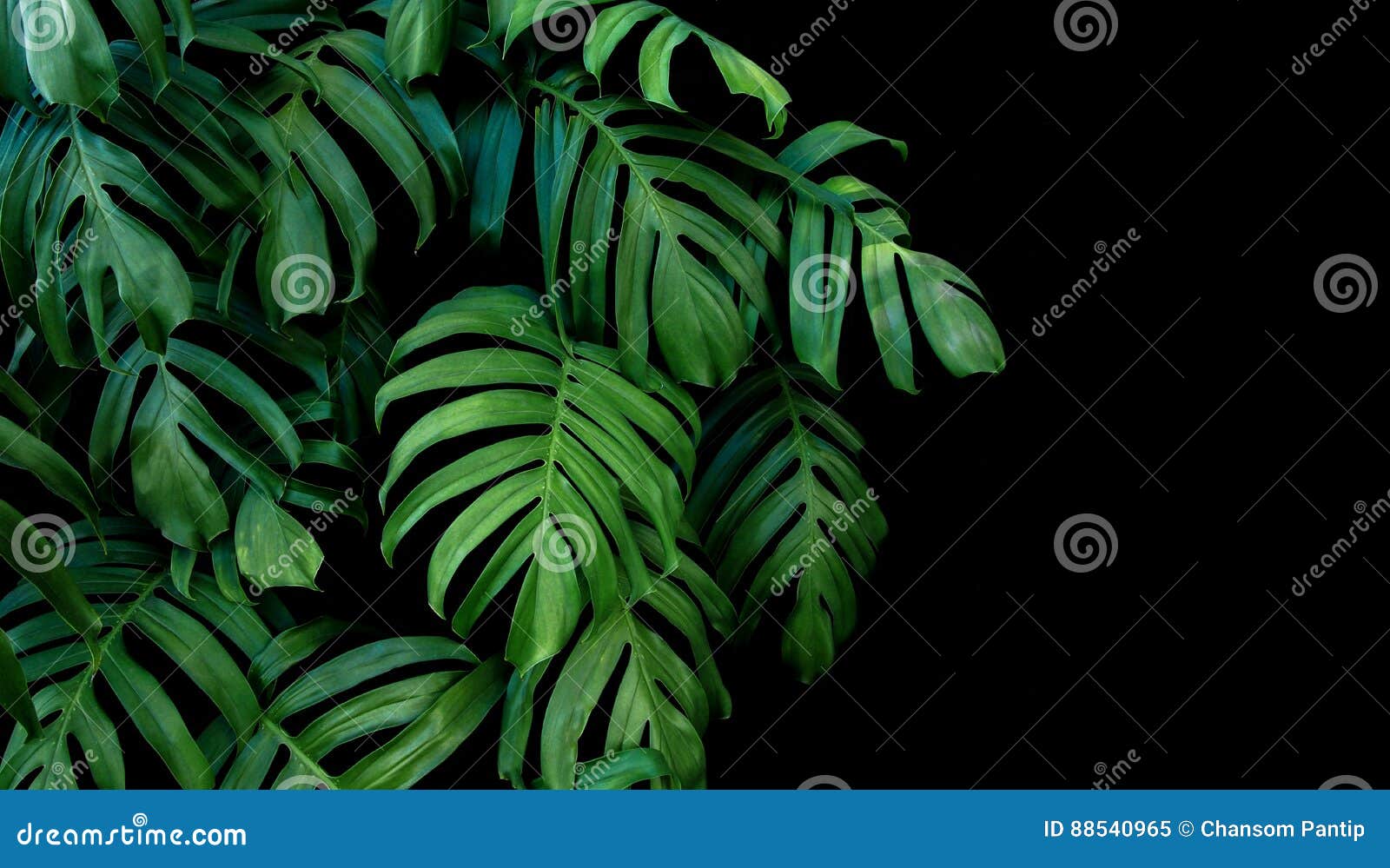 green leaves of monstera plant growing in wild, the tropical for