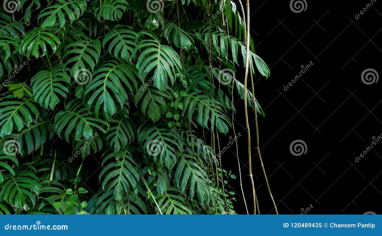 green leaves of native monstera epipremnum pinnatum liana plan