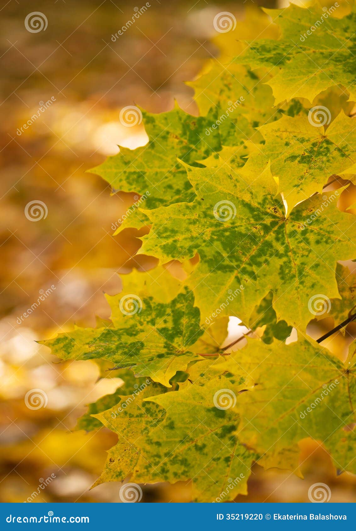 Green Leaves on an Orange Background Stock Photo Image of forest