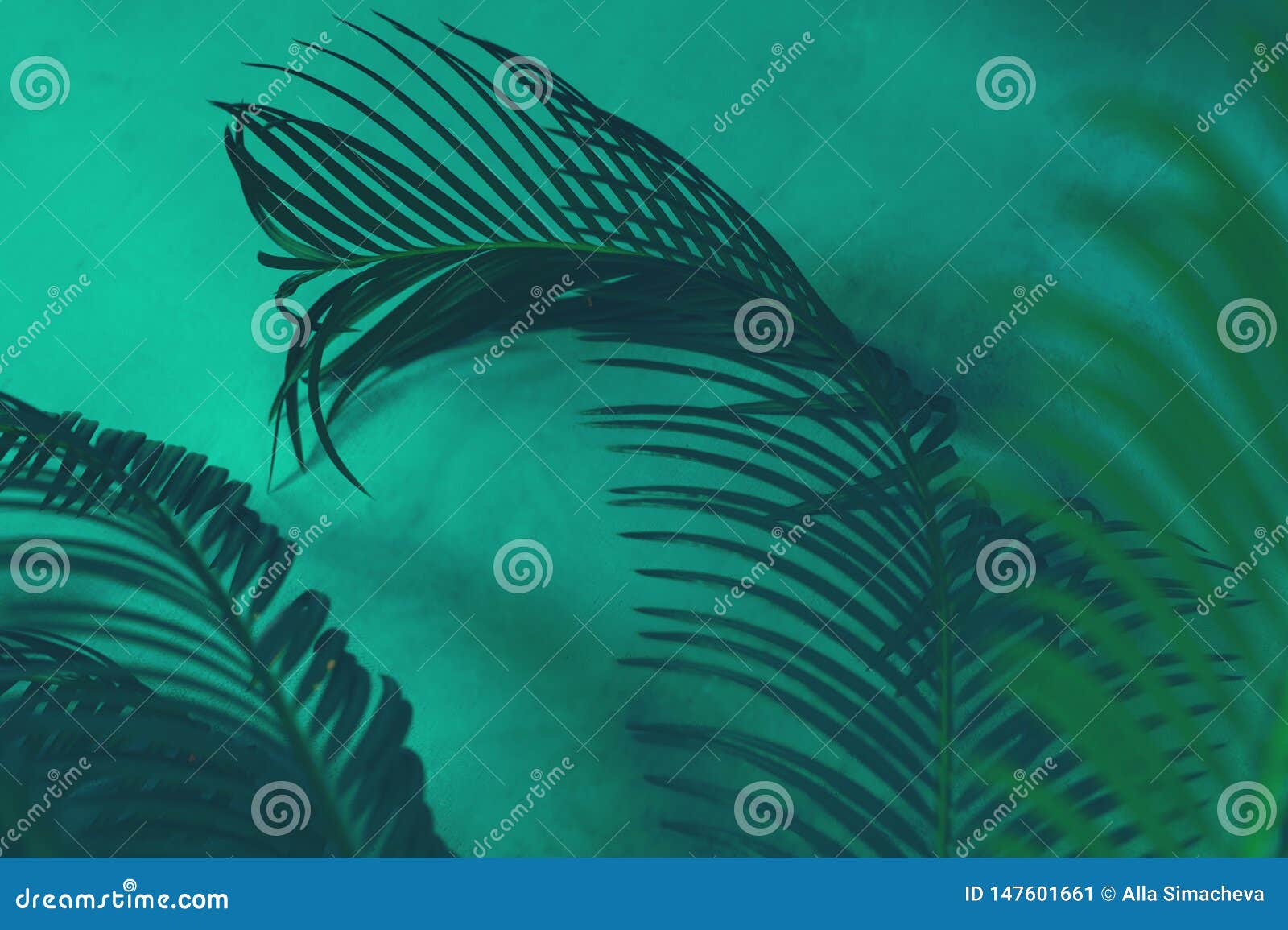 Green Leaves of Palm Tree on Dark Green Background Stock Image Image