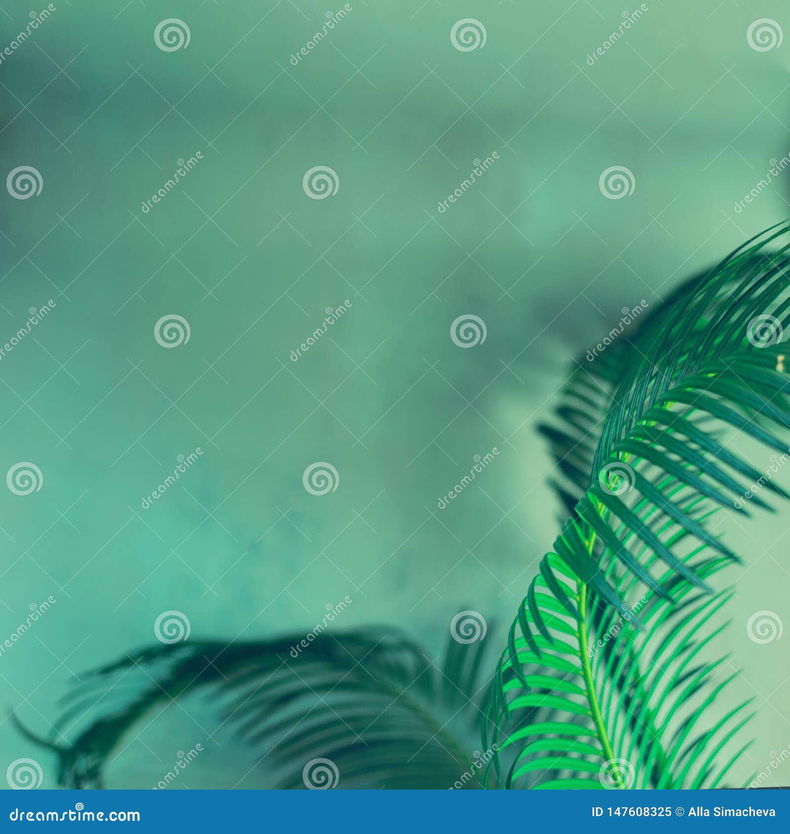 Green Leaves of Palm Tree on Dark Green Background Stock Image Image