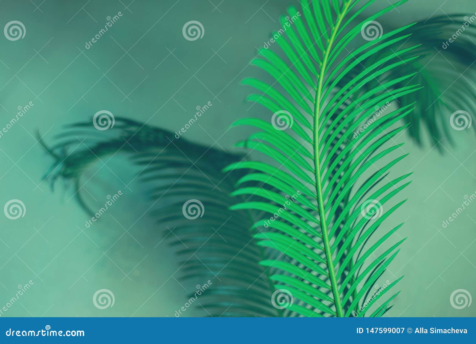 Green Leaves of Palm Tree on Dark Green Background Stock Image - Image