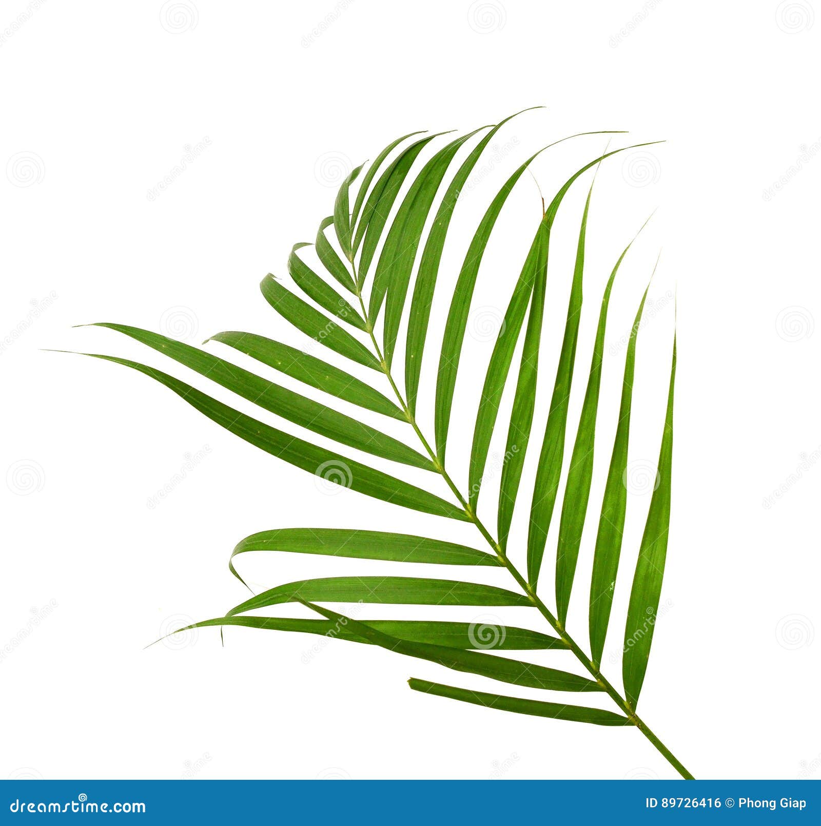 Green leaves of palm tree stock photo. Image of green 89726416