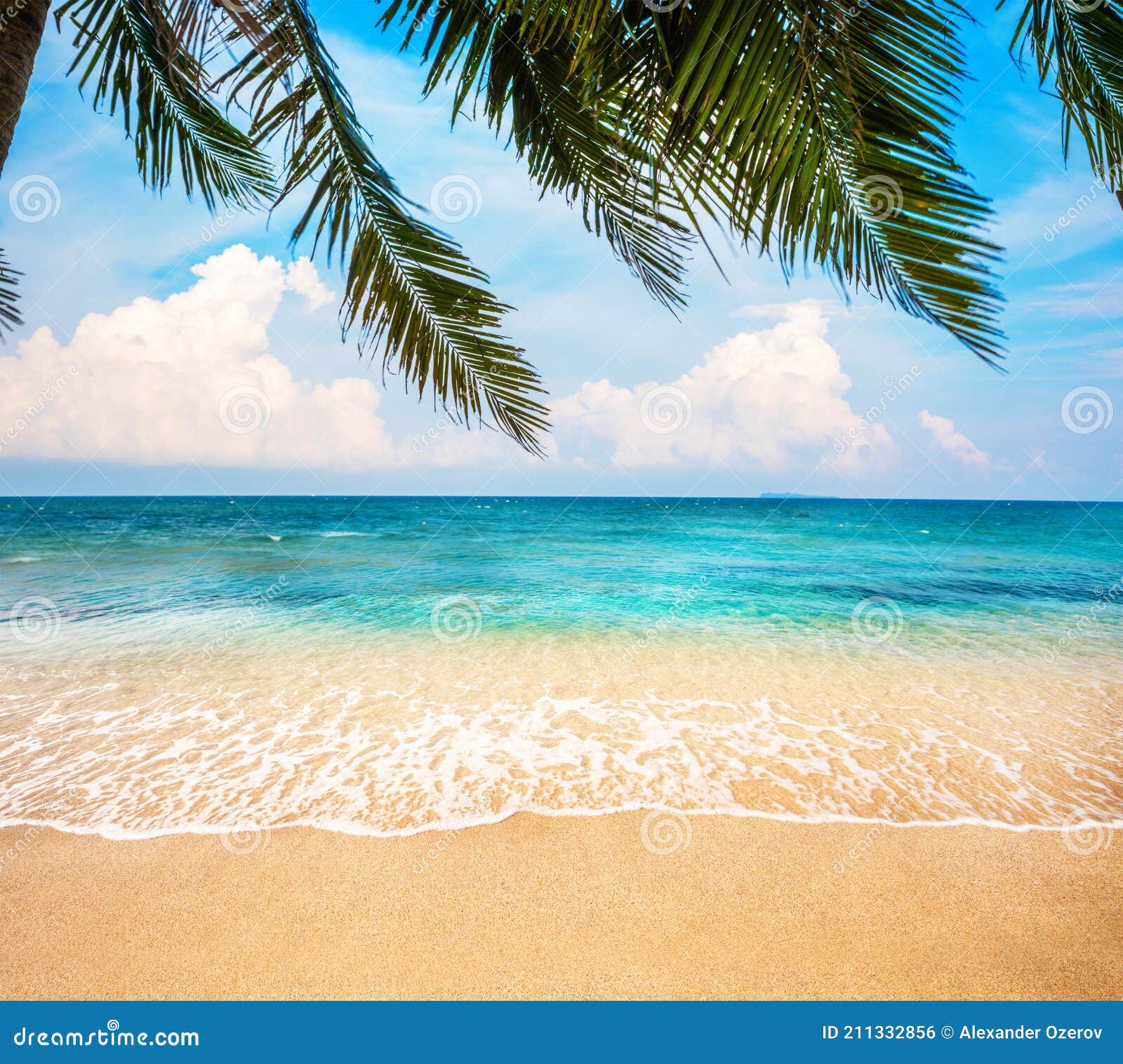 Green Leaves of Palm Tree and Tropical Beach Stock Photo Image of