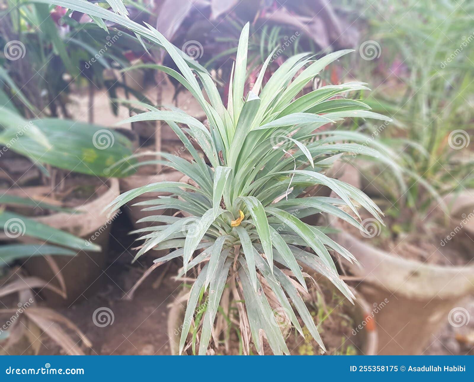 Green Leaves Pandan Plants in the Garden Stock Image Image of green