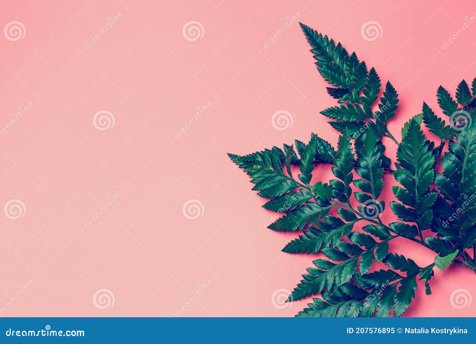 Green Leaves on a Pink Background Stock Image Image of nature, exotic