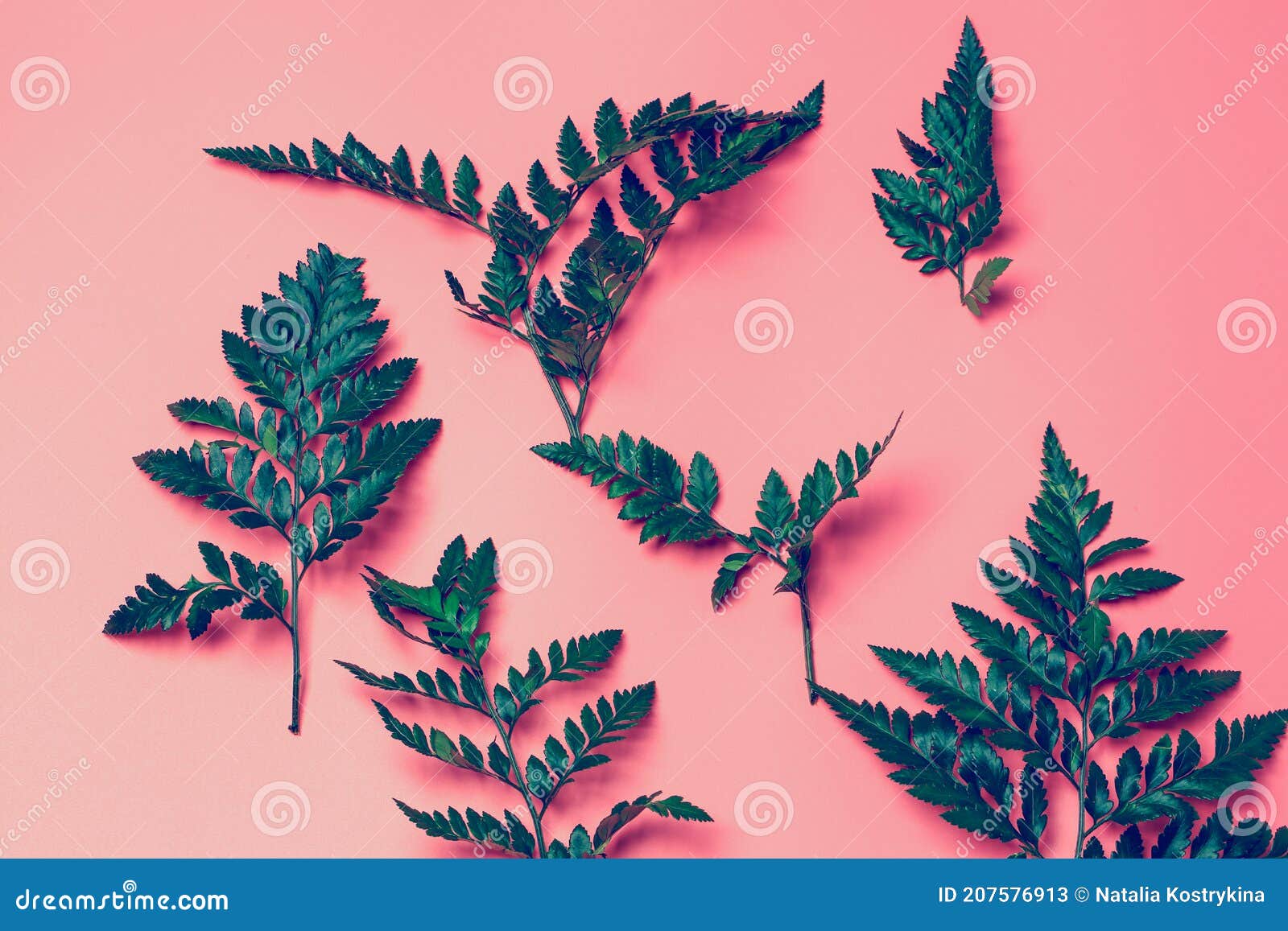 Green Leaves on a Pink Background Stock Image Image of exotic, botany