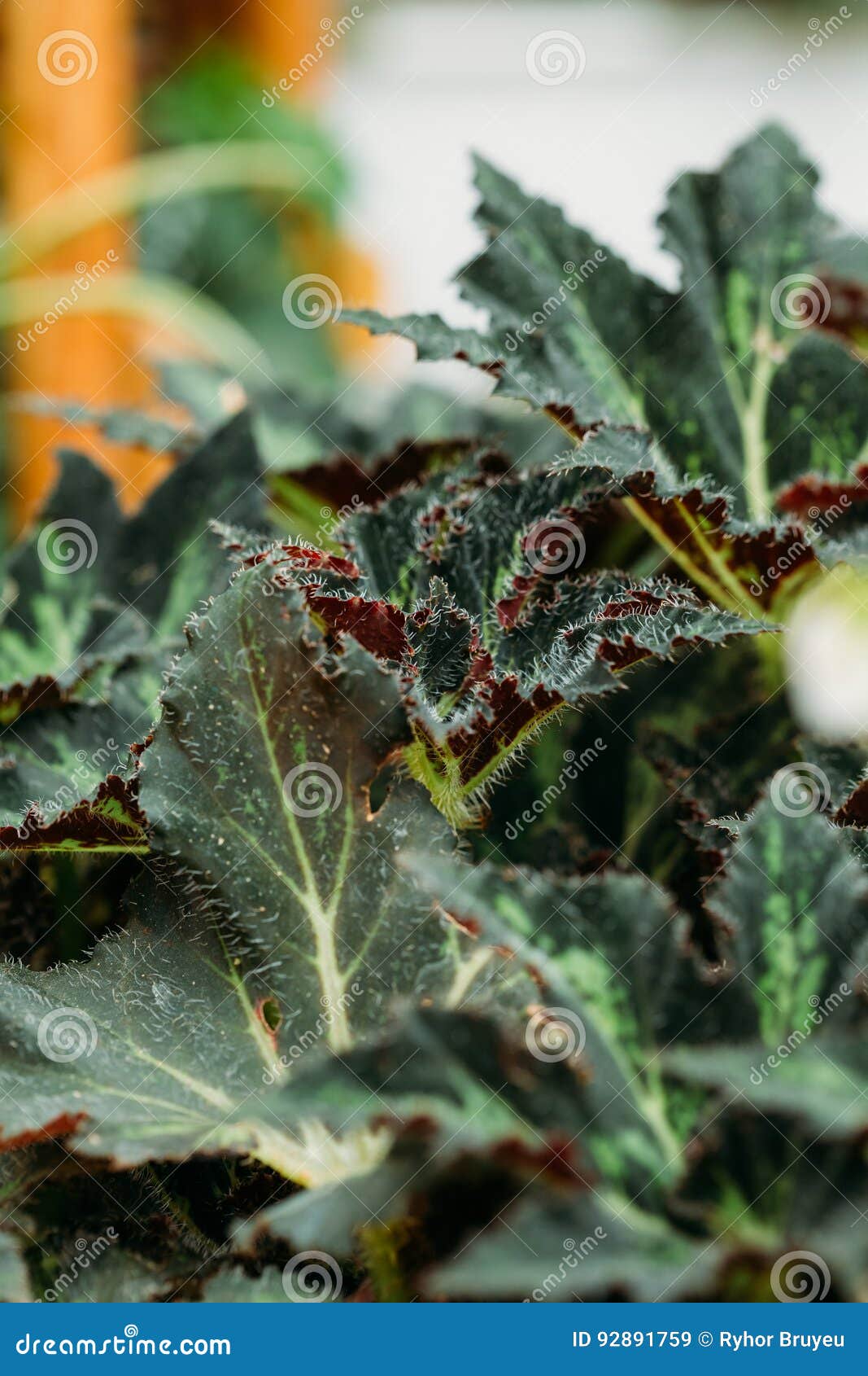 Green Leaves of Plant Begonia Rex Putz, Commonly Known As King B Stock  Image - Image of india, natural: 92891759