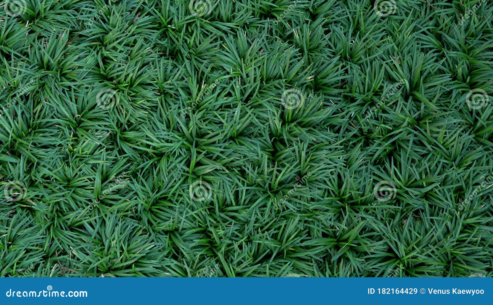 green leaves plant mondo grass ophiopogon japonicus garden background