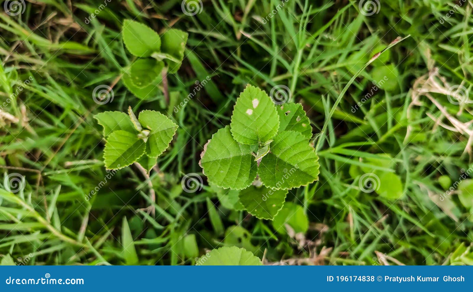 Green Leaves of a Plant with White Marks on it Stock Photo Image of
