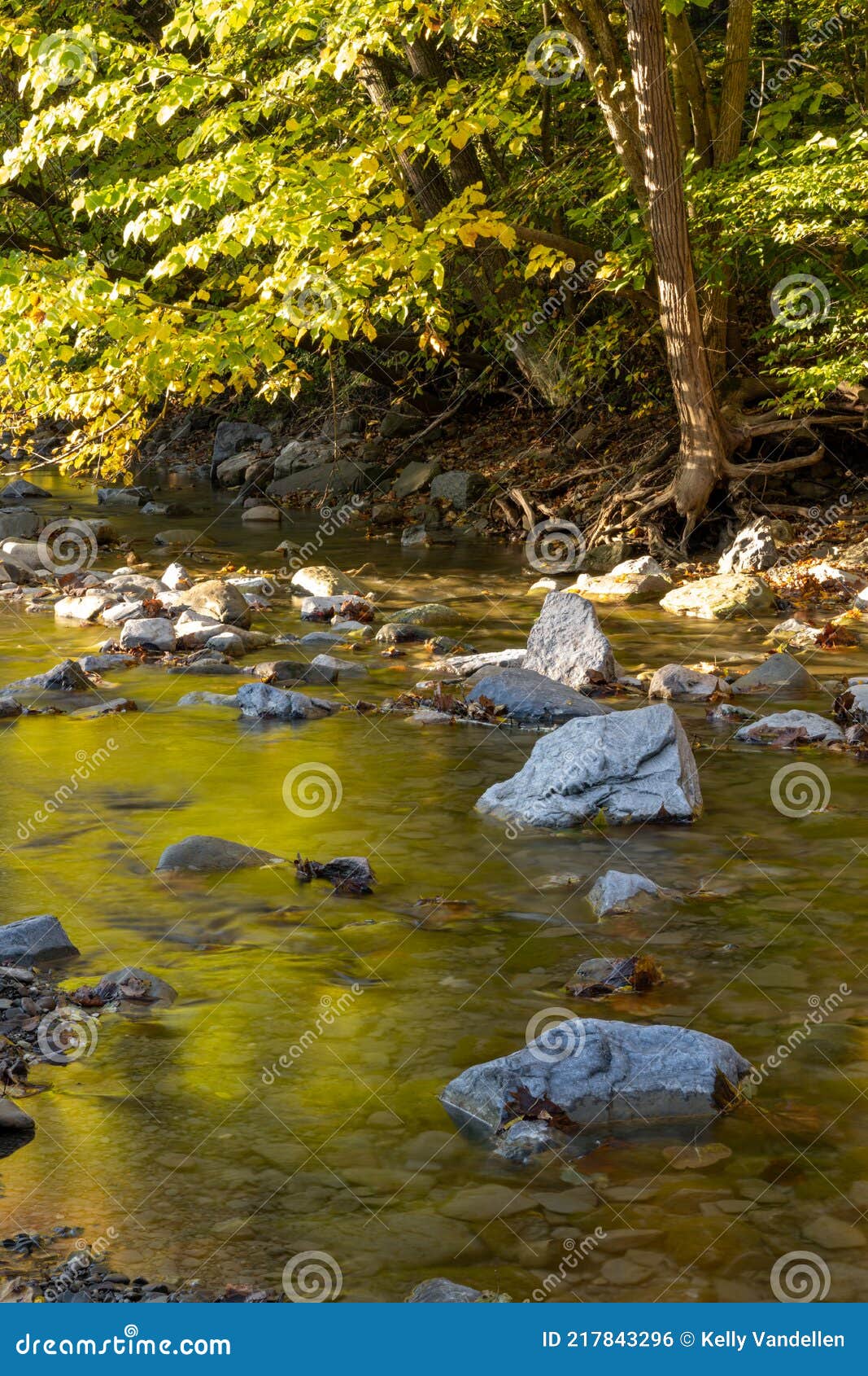 green leaves reflect in rocky creek