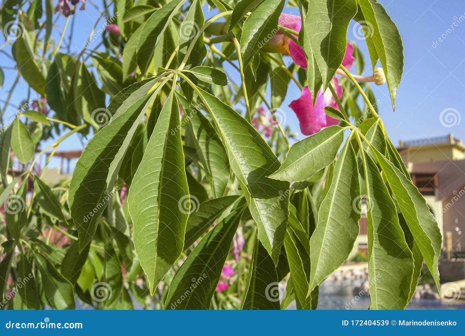 Green Leaves Of The Silk Floss Tree Chorisia Speciosa Or Ceiba Speciosa Interesting Spiked Tree Chorisia Speciosa Stock Image Image Of Floss Jordan Green Leaves Of The Silk Floss Tree Chorisia Speciosa Or Ceiba Speciosa Interesting Spiked Tree Chorisia Speciosa Stock Image Image Of Floss Jordan