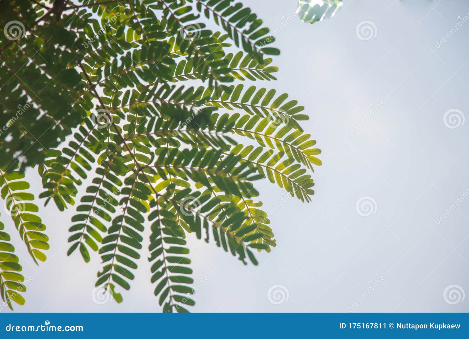 green leaves on a sky background in a bright time.