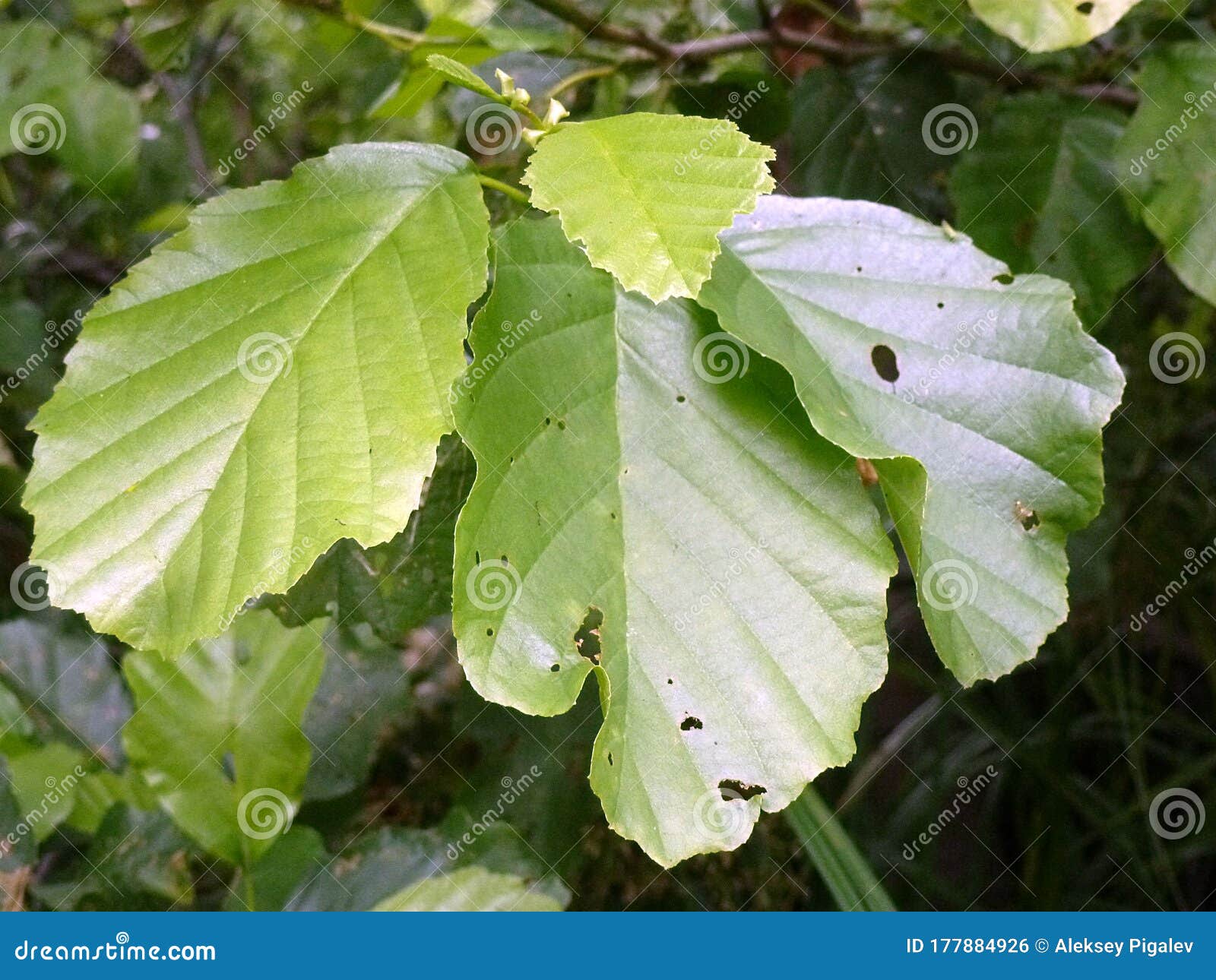 Green Leaves with Slits Close Up Stock Photo Image of vegetation