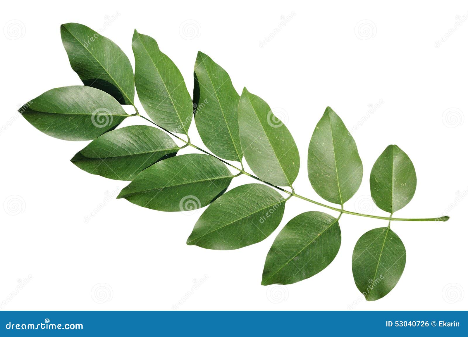 Green Leaves Stick with Branch Isolate on White Background Clipp Stock
