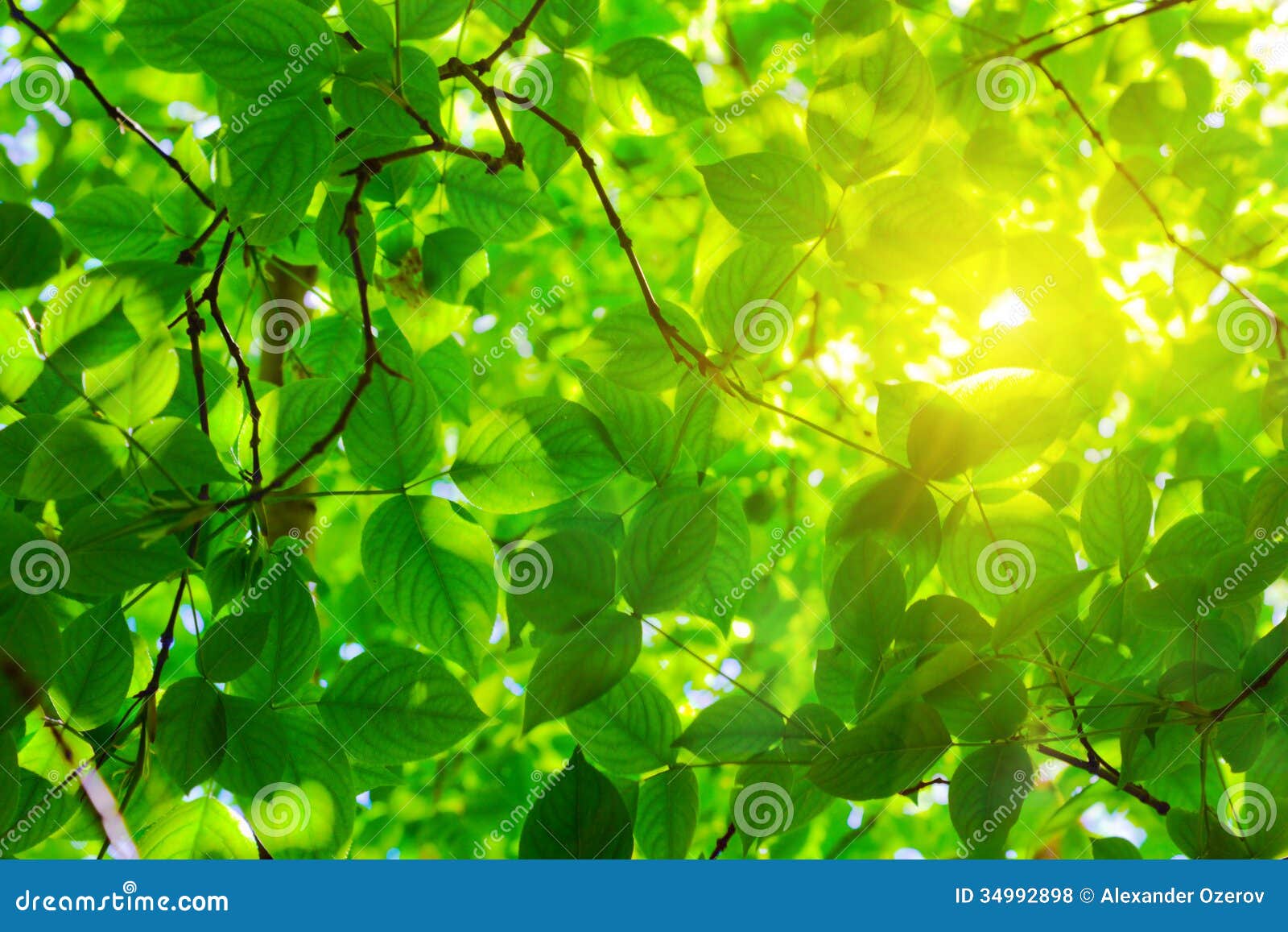 Green leaves and sun stock photo. Image of sunlight, branch - 34992898