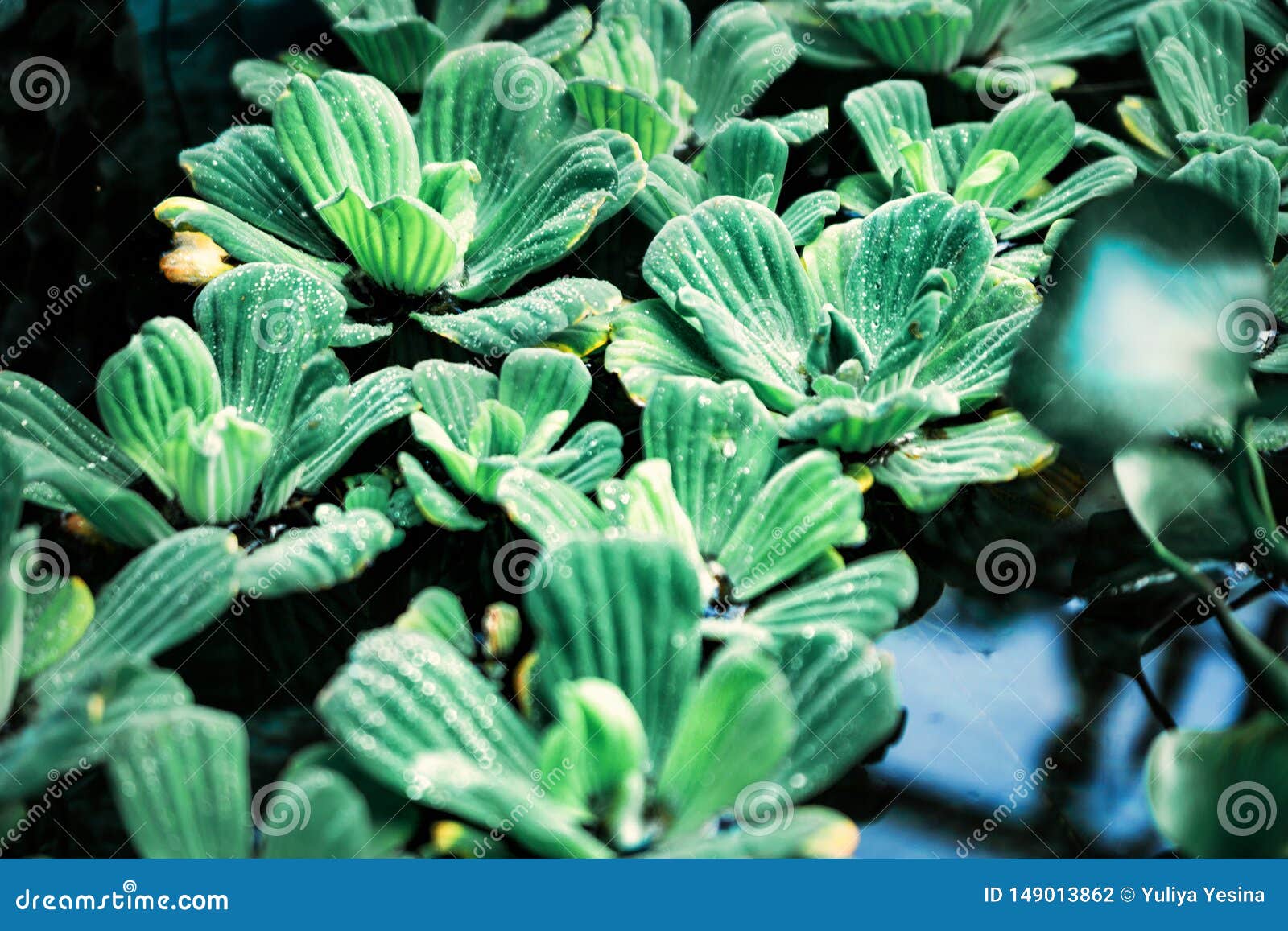 Green Leaves on the Surface of the Pond Stock Photo Image of green