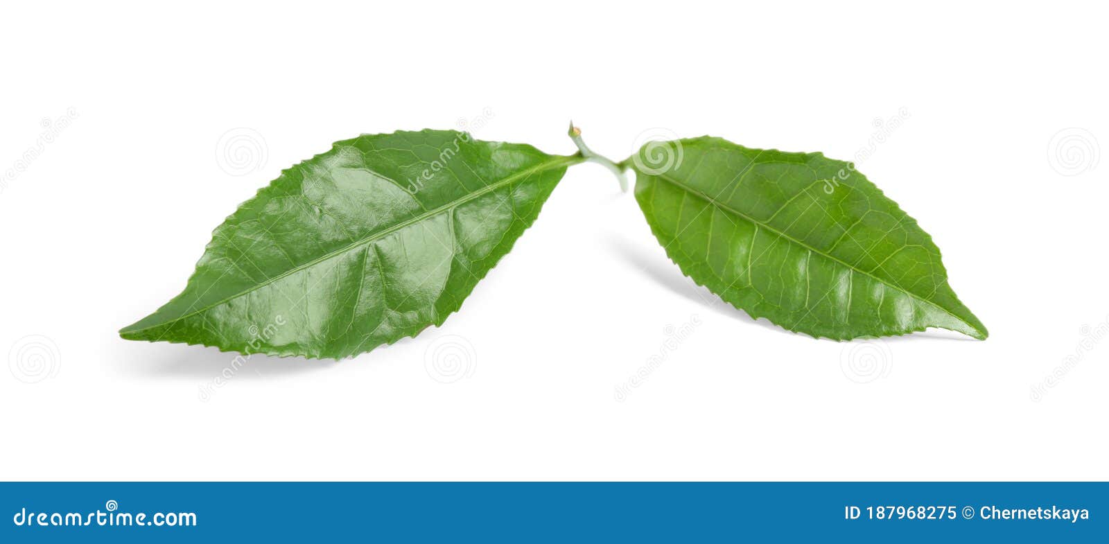 Green Leaves of Tea Plant Isolated Stock Image Image of ingredient