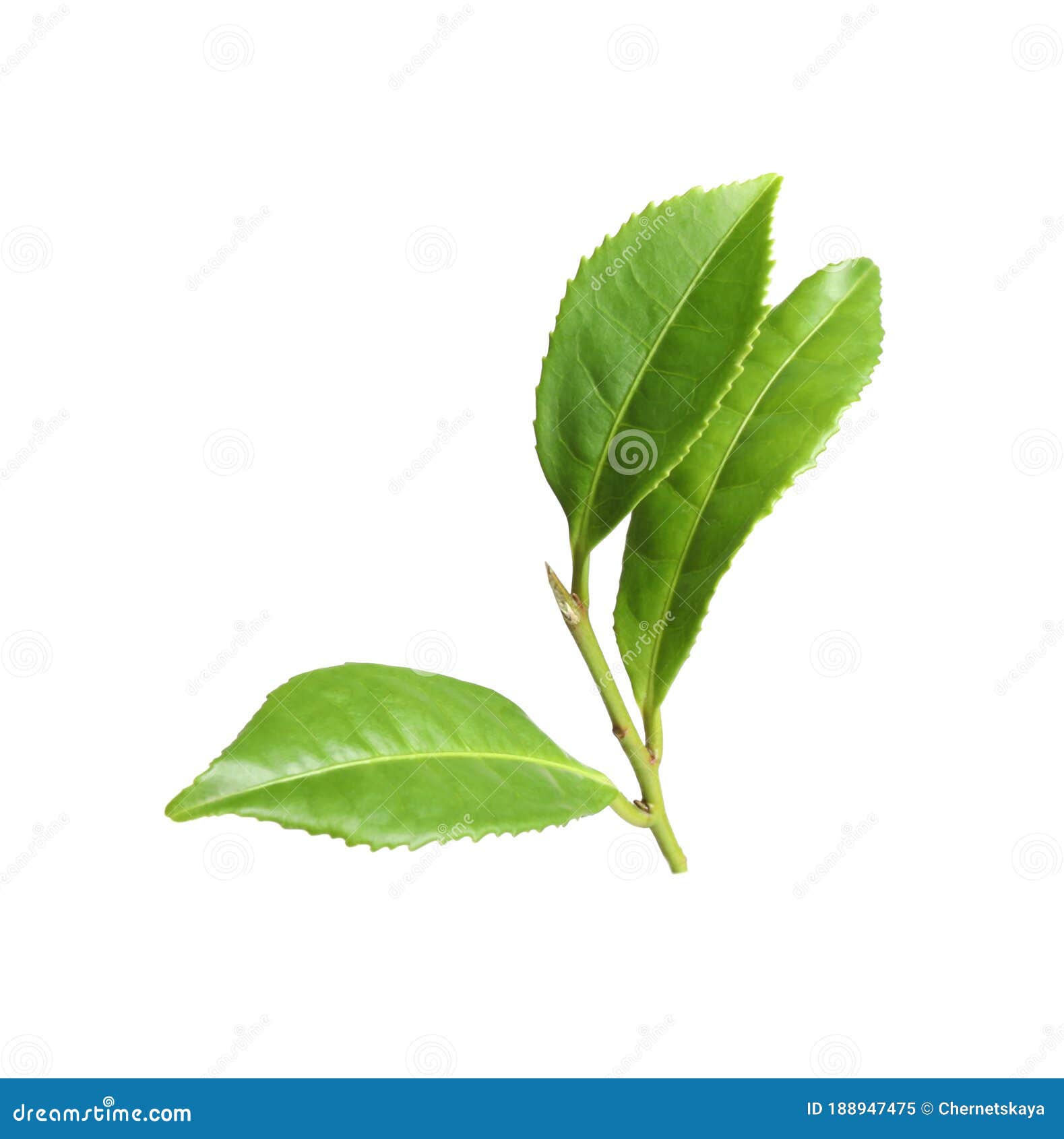 Green Leaves of Tea Plant Isolated Stock Image Image of background