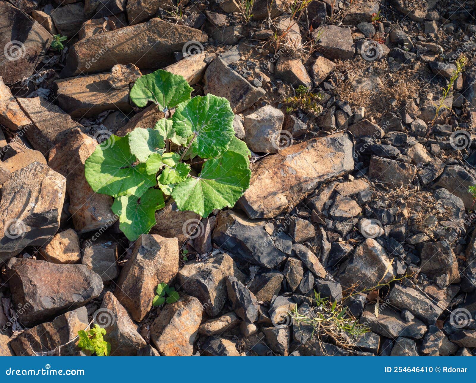 Green Leaves of Thistle in Open Mine. Basalt Rock Quarry Stock Photo