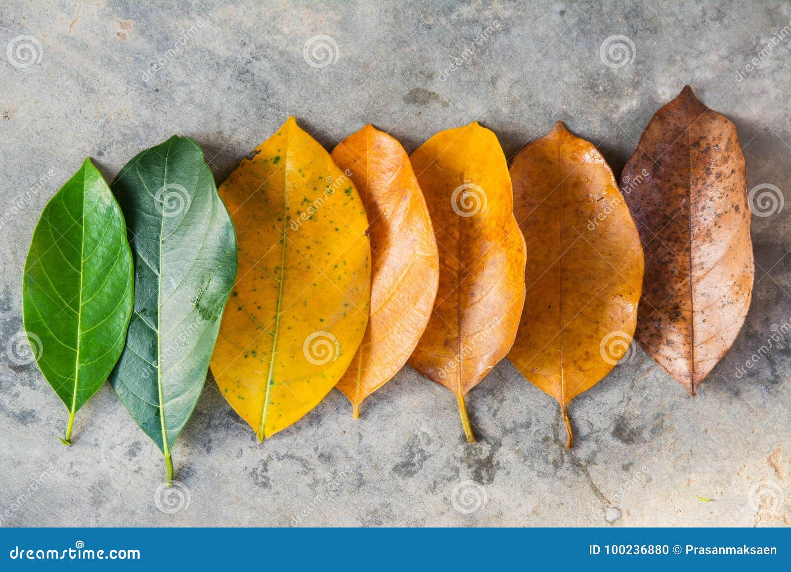 Green leaves to dry leaves stock photo. Image of fall 100236880