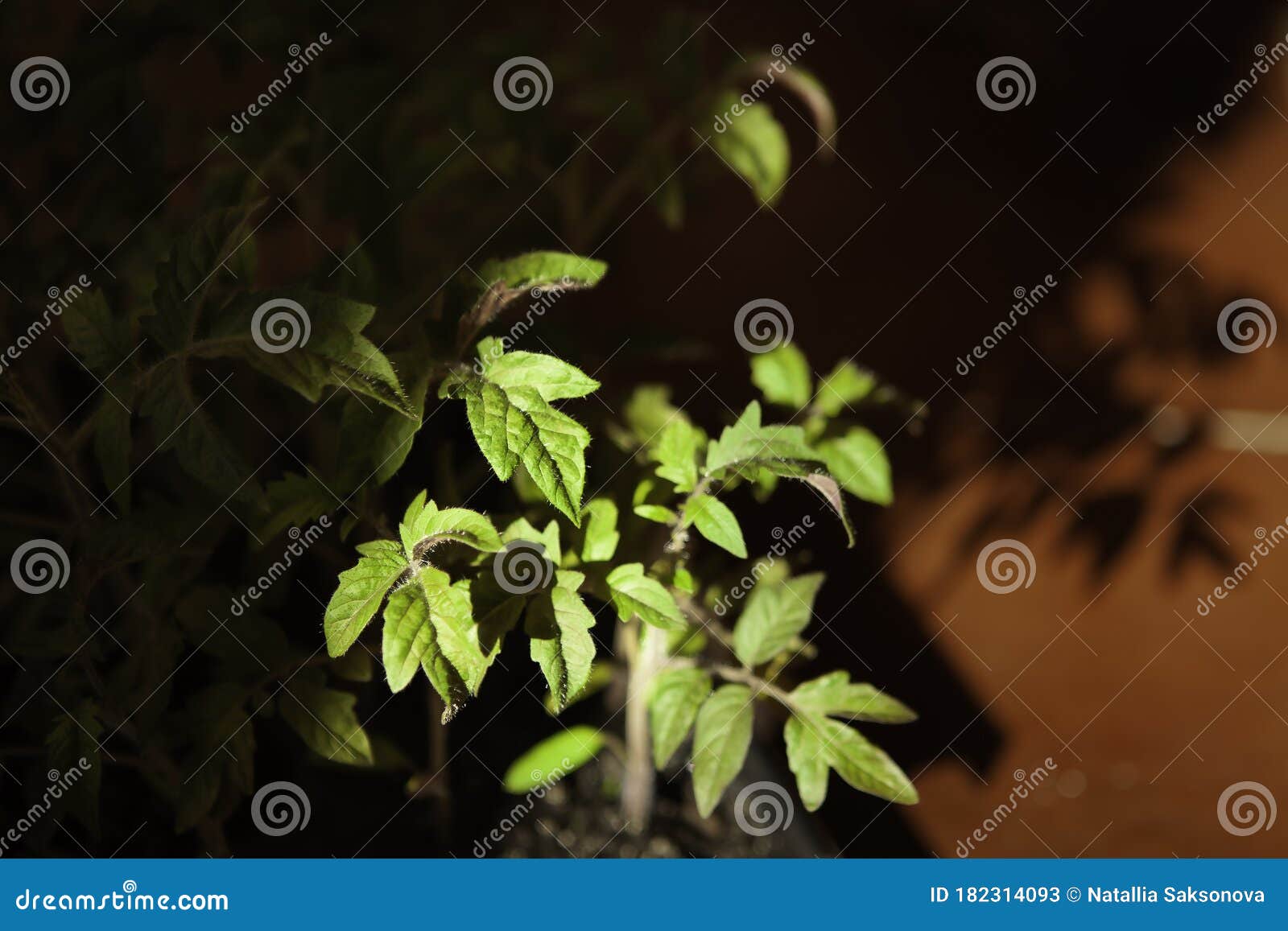 Green Leaves of Tomato Sprouts Lit by the Sun Stock Image Image of